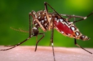 Aedes aegypt Credit University of Florida Entomology & Nematology